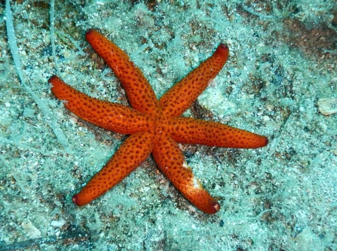 Snorkeling Adventure from the Beach (guided) - 4