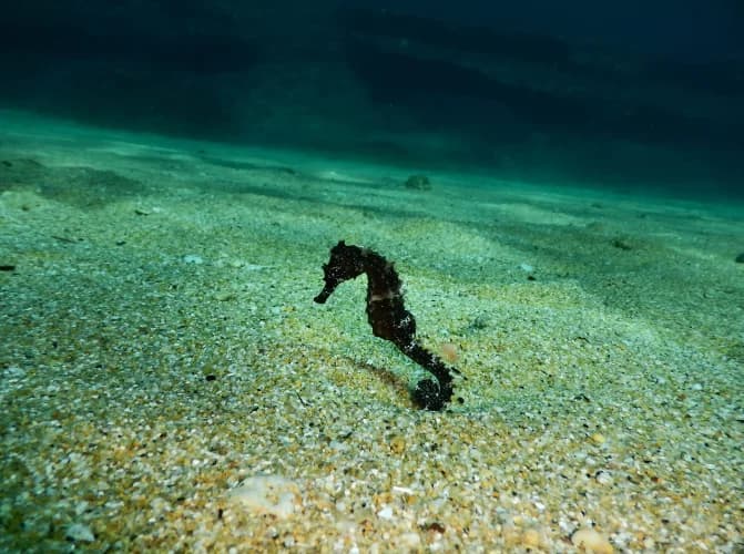 Snorkeling Adventure from the Beach (guided) - 2
