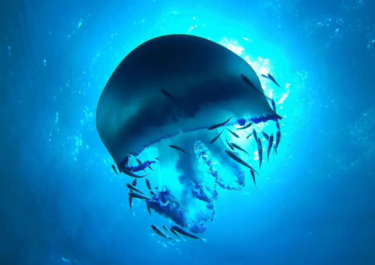 Discover Scuba Diving (No prior experience is required) - 4