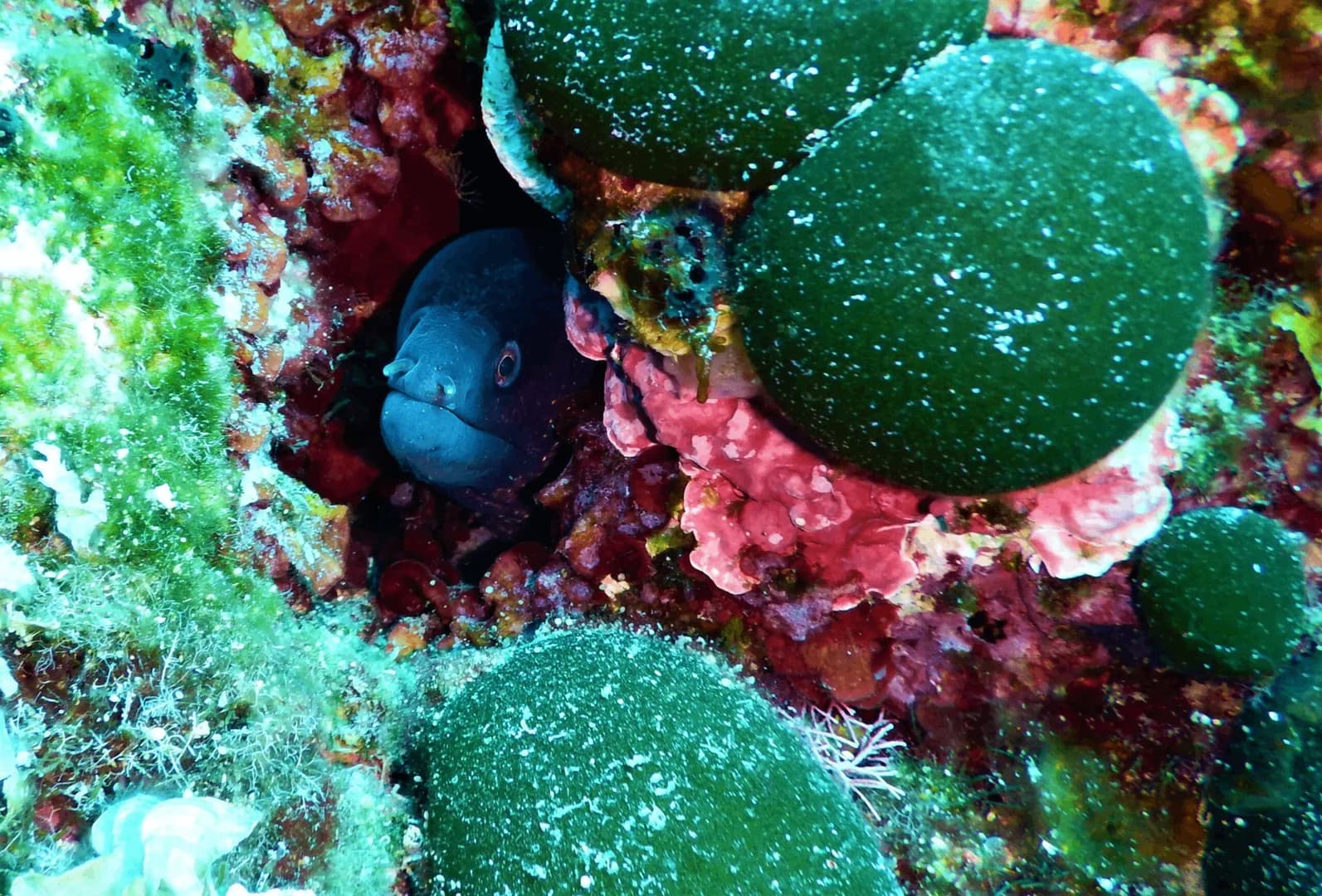 Discover Scuba Diving (No prior experience is required) - 5