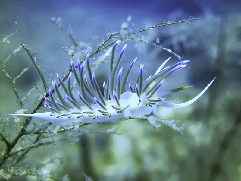 Discover Scuba Diving (No prior experience is required)