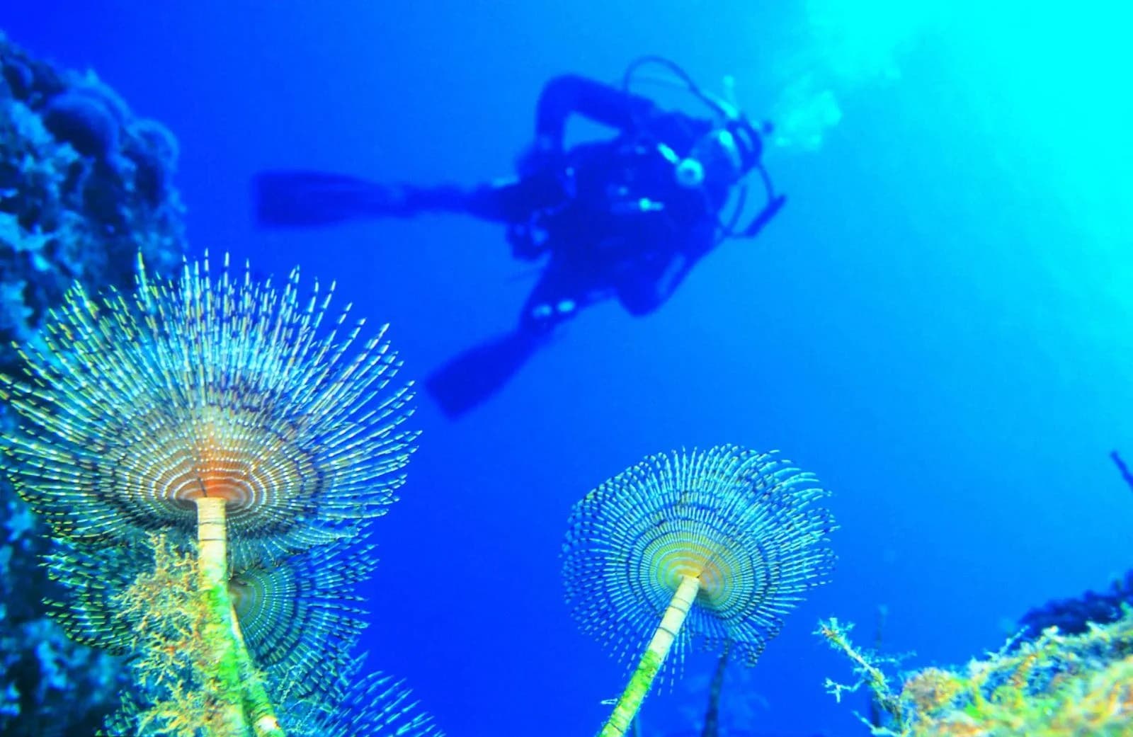 Fun Dives - 5