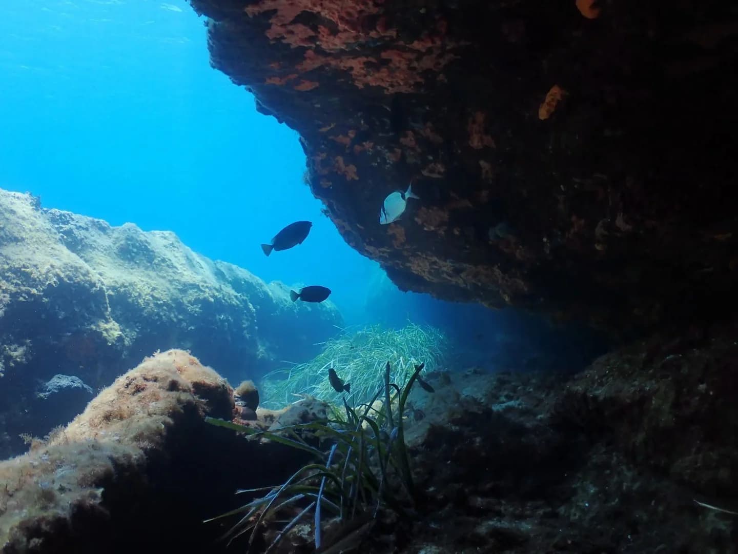 Fun Dives - 4